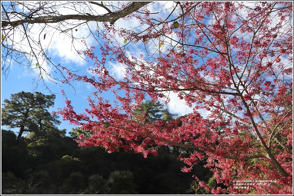 中橫公路(台8線)櫻花-2022-02-12.jpg