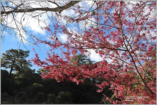 中橫公路(台8線)櫻花-2022-02-12.jpg