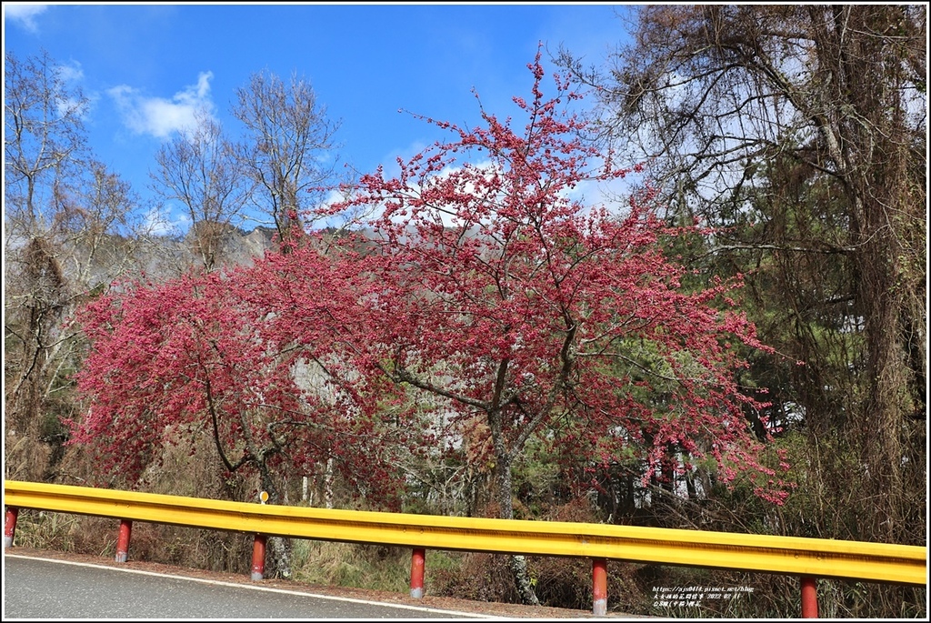 中橫公路(台8線)櫻花-2022-02-23.jpg