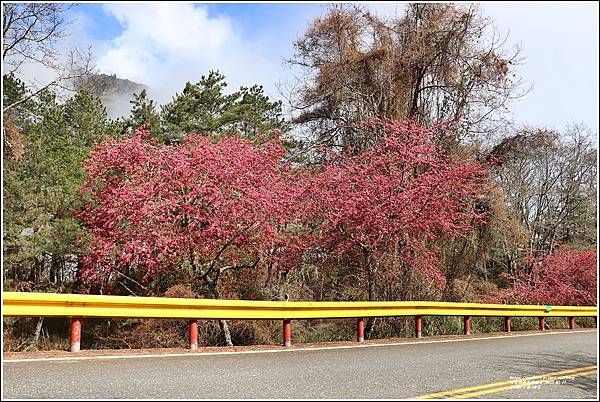 中橫公路(台8線)櫻花-2022-02-22.jpg