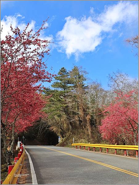 中橫公路(台8線)櫻花-2022-02-24.jpg