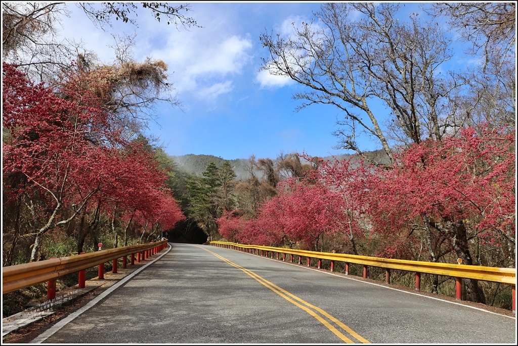 中橫公路(台8線)櫻花-2022-02-28.jpg