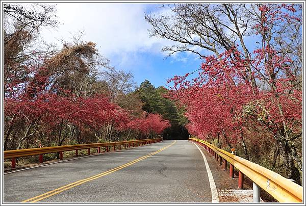 中橫公路(台8線)櫻花-2022-02-27.jpg