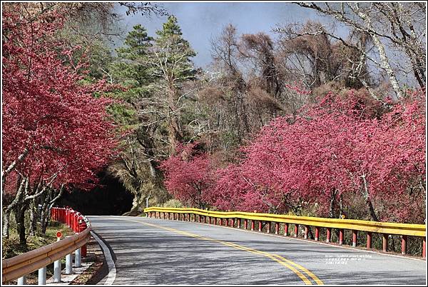 中橫公路(台8線)櫻花-2022-02-35.jpg