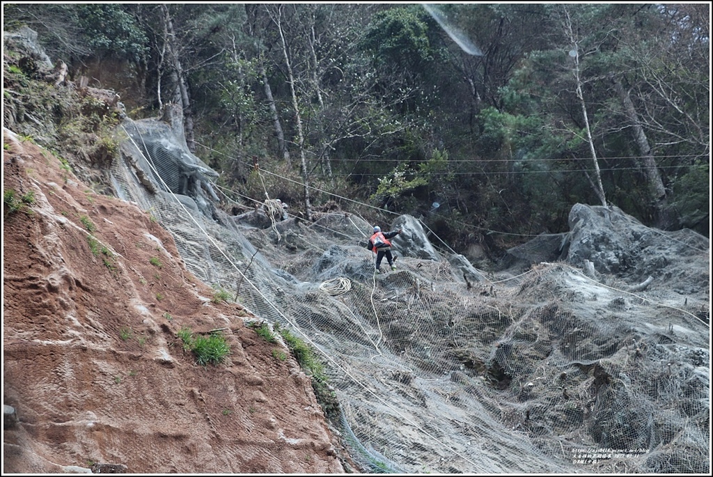 中橫公路(台8線)櫻花-2022-02-40.jpg