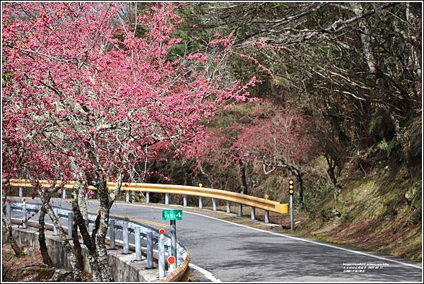 中橫公路(台8線)櫻花-2022-02-38.jpg