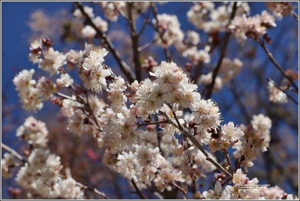 台8線關原加油站櫻花-2022-02-09.jpg