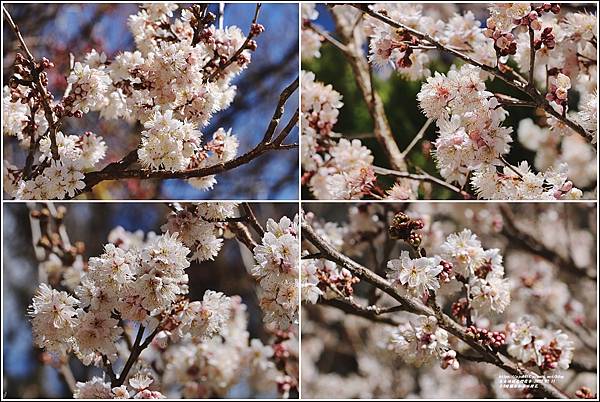 台8線關原加油站櫻花-2022-02-13.jpg