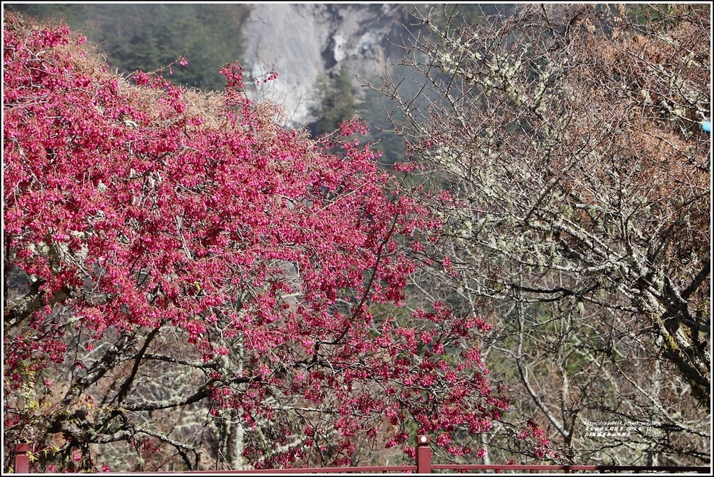 台8線關原加油站櫻花-2022-02-18.jpg