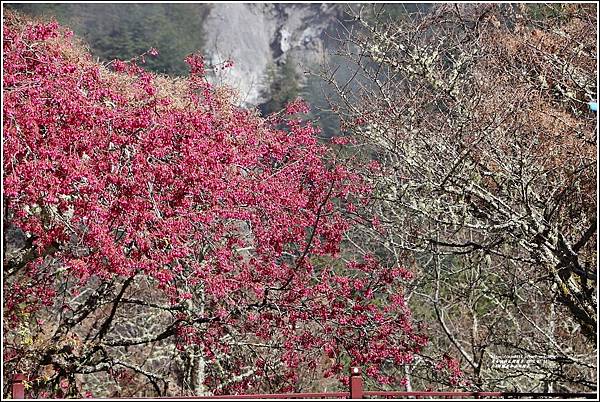 台8線關原加油站櫻花-2022-02-18.jpg