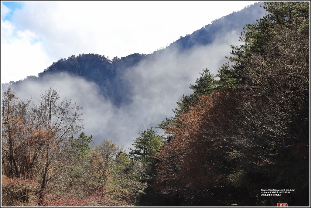 台8線關原加油站櫻花-2022-02-24.jpg