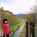 富源黃花風鈴木-2022-02-13.jpg