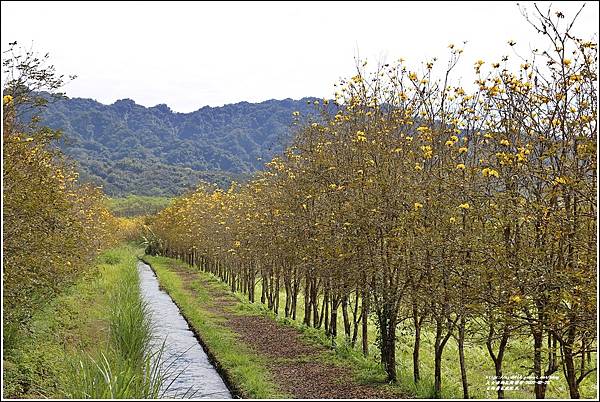 富源黃花風鈴木-2022-02-17.jpg