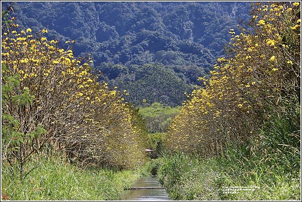 富源黃花風鈴木-2022-02-28.jpg