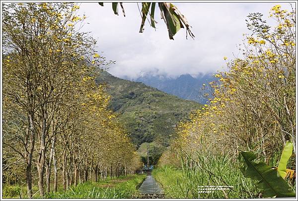 富源黃花風鈴木-2022-02-27.jpg