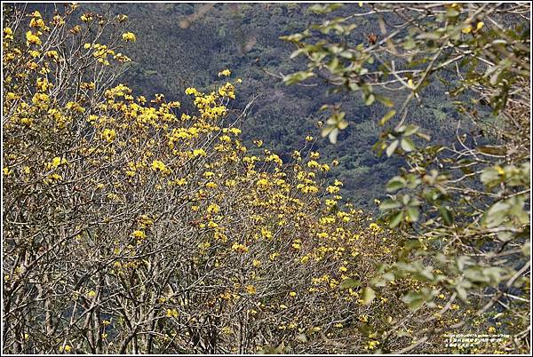 富源黃花風鈴木-2022-02-35.jpg