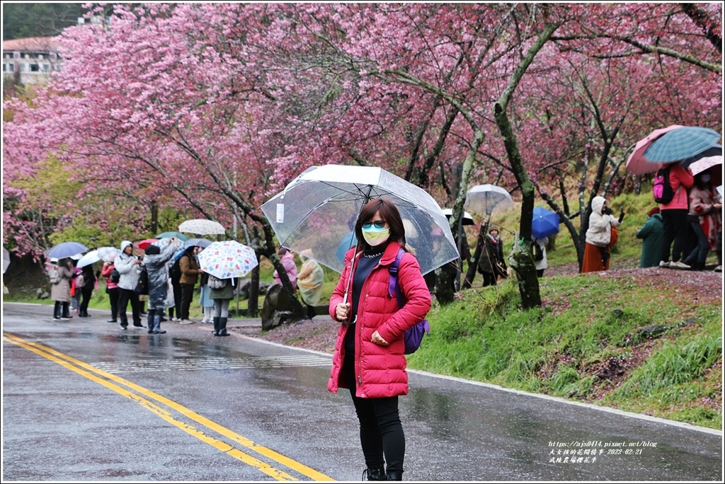 武陵農場櫻花季-2022-02-12.jpg