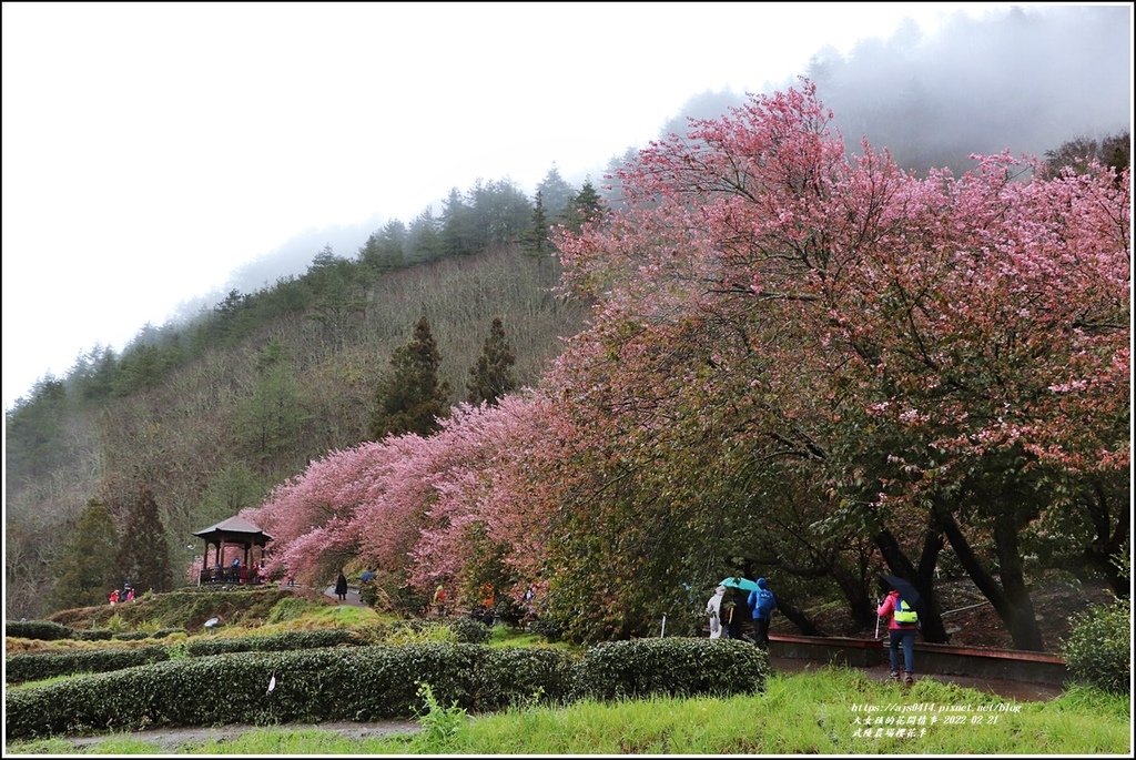 武陵農場櫻花季-2022-02-47.jpg