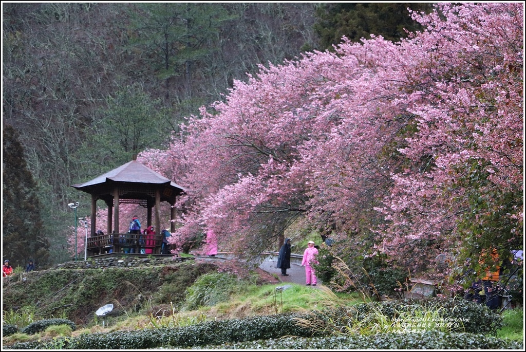 武陵農場櫻花季-2022-02-45.jpg