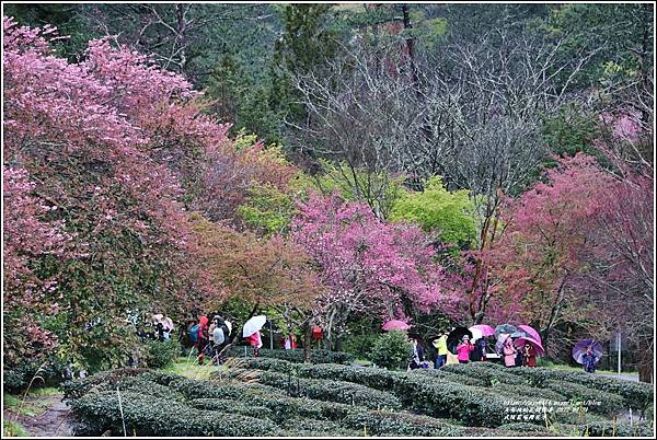 武陵農場櫻花季-2022-02-58.jpg