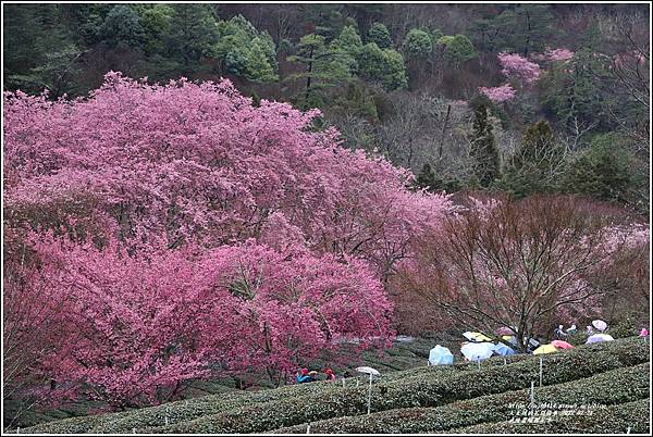 武陵農場櫻花季-2022-02-63.jpg