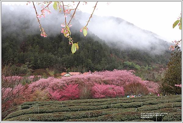 武陵農場櫻花季-2022-02-68.jpg