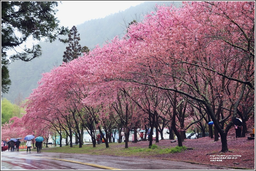 武陵農場櫻花季-2022-02-129.jpg