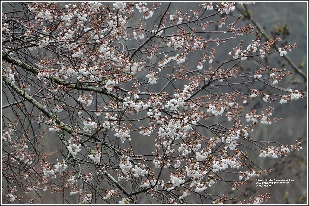武陵農場櫻花季-2022-02-131.jpg