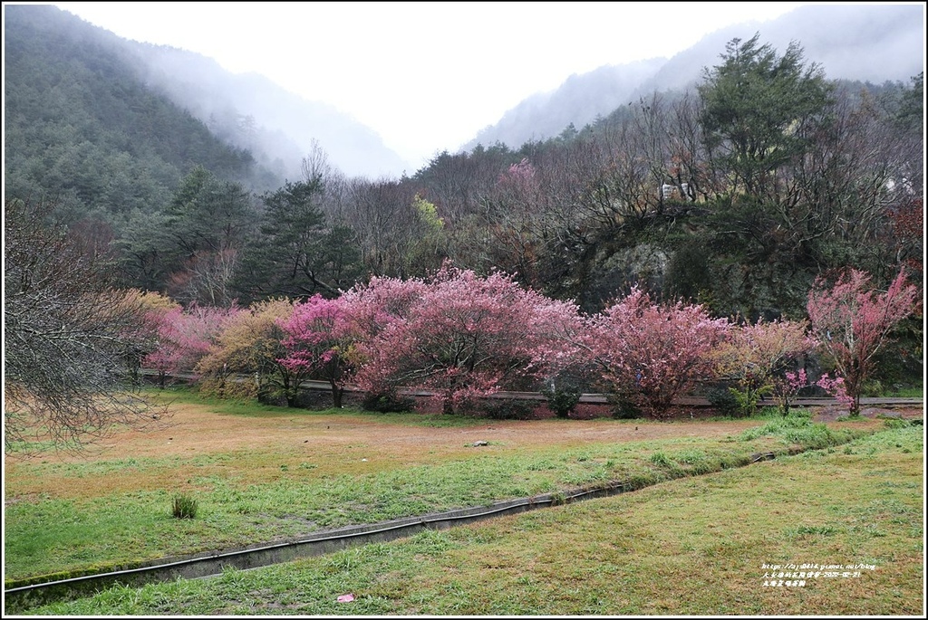 武陵農場櫻花季-2022-02-146.jpg