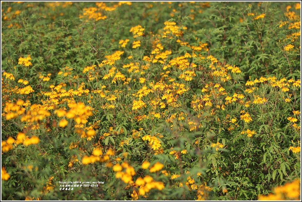 芳香萬壽菊-2022-03-05.jpg