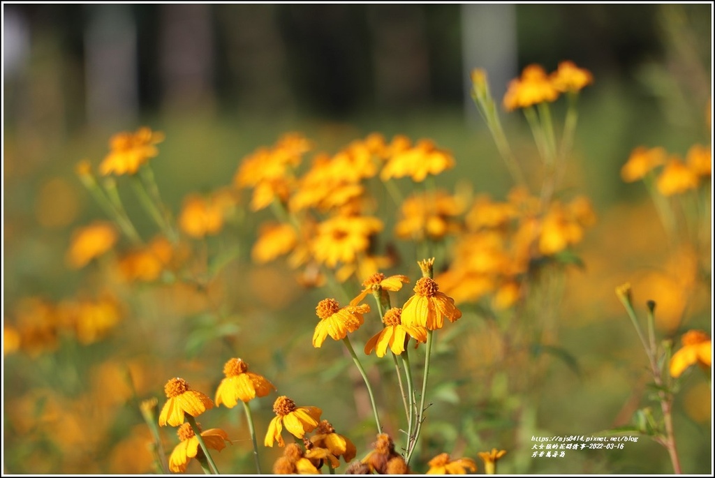 芳香萬壽菊-2022-03-13.jpg