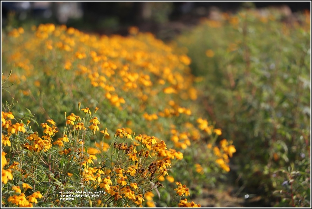 芳香萬壽菊-2022-03-16.jpg