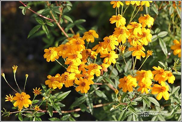 芳香萬壽菊-2022-03-20.jpg