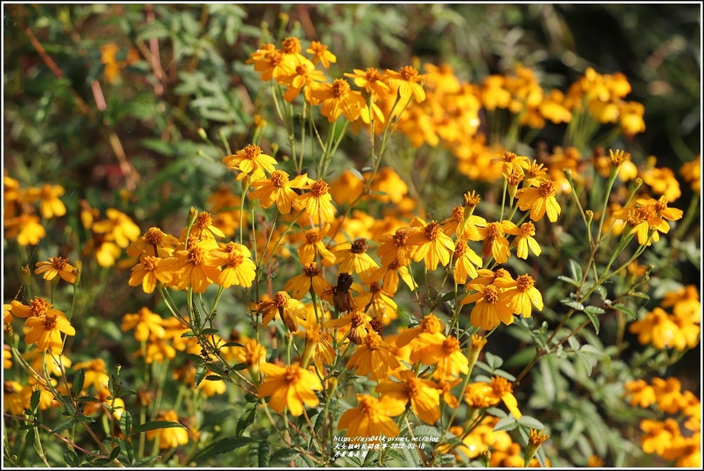 芳香萬壽菊-2022-03-21.jpg