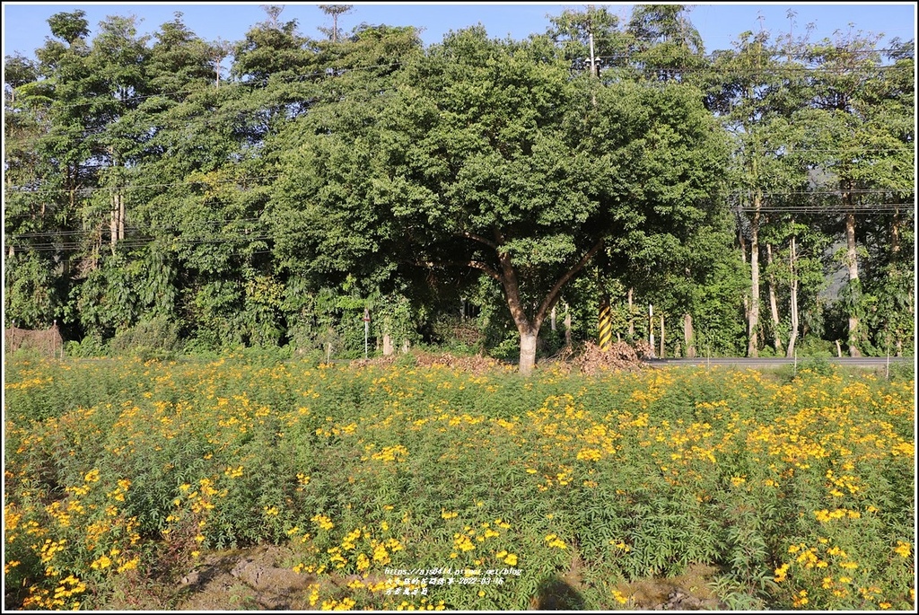 芳香萬壽菊-2022-03-18.jpg