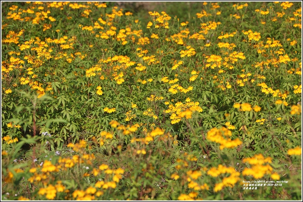 芳香萬壽菊-2022-03-25.jpg