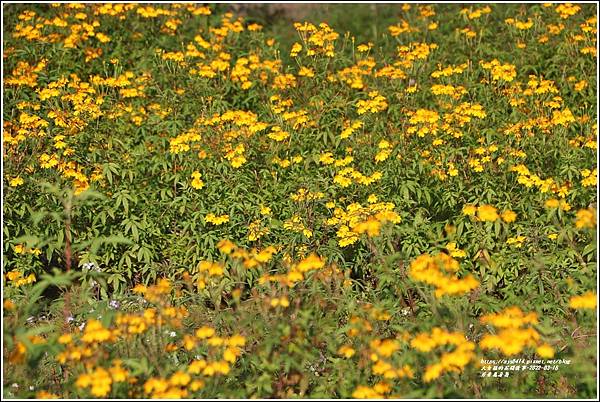 芳香萬壽菊-2022-03-25.jpg