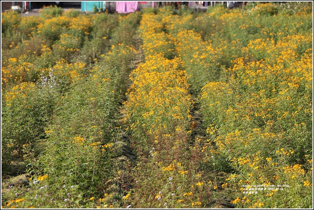 芳香萬壽菊-2022-03-35.jpg