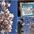 福壽山農場千櫻園-2022-03-06.jpg