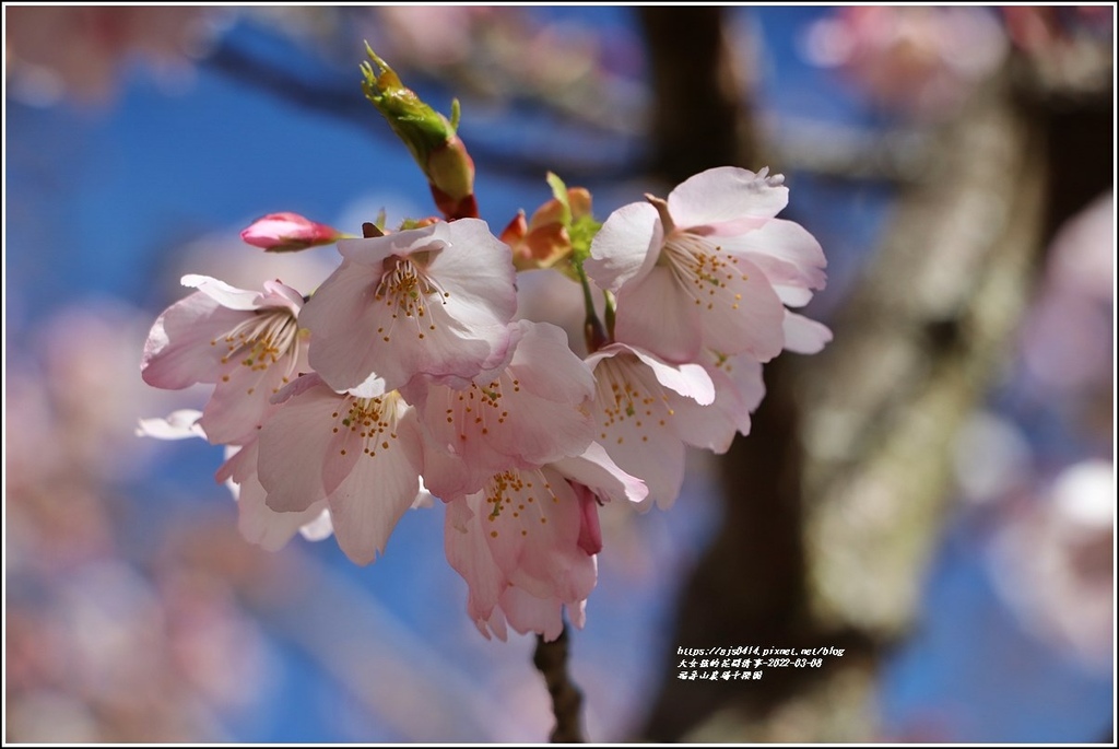 福壽山農場千櫻園-2022-03-08.jpg