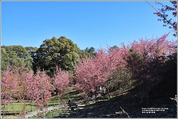 福壽山農場千櫻園-2022-03-24.jpg