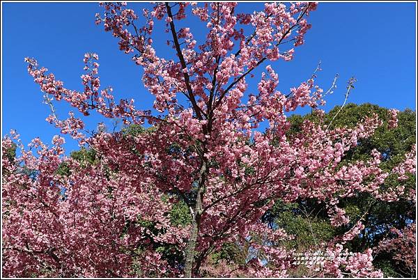 福壽山農場千櫻園-2022-03-30.jpg