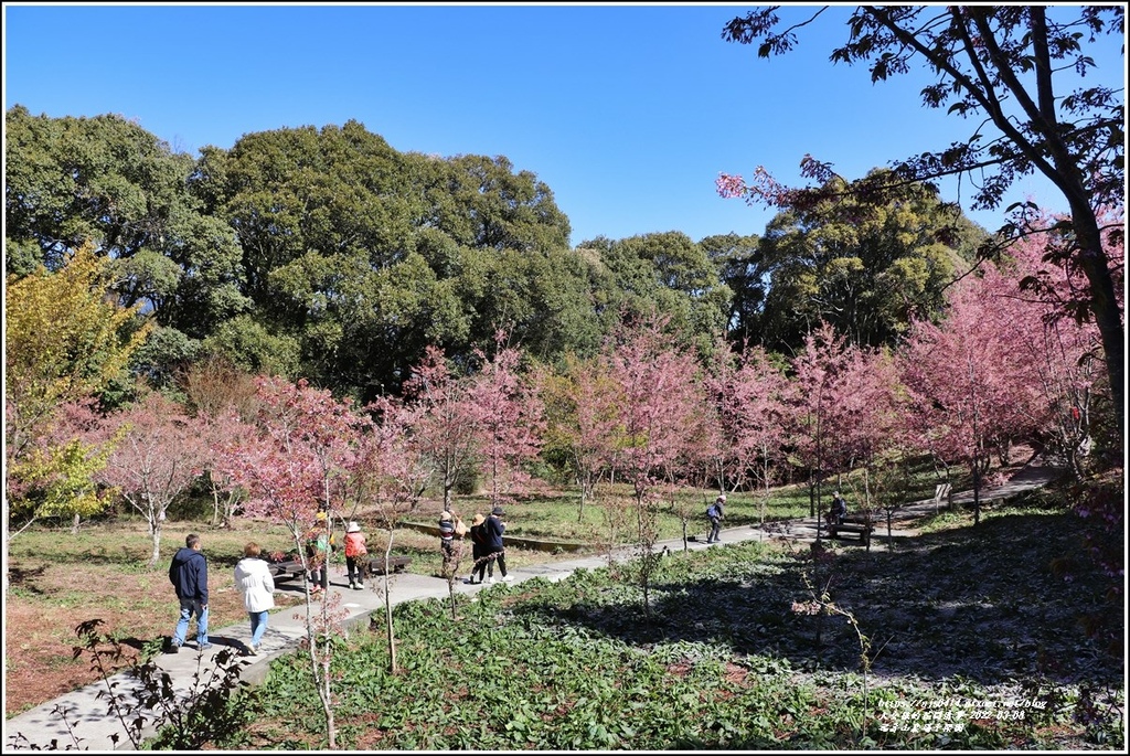 福壽山農場千櫻園-2022-03-27.jpg