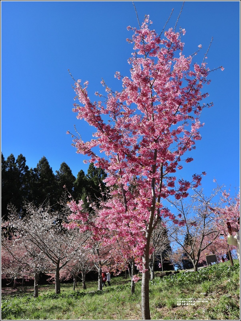 福壽山農場千櫻園-2022-03-47.jpg