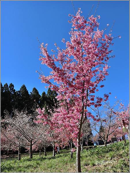 福壽山農場千櫻園-2022-03-47.jpg