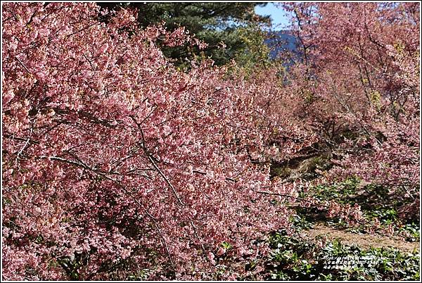 福壽山農場千櫻園-2022-03-59.jpg