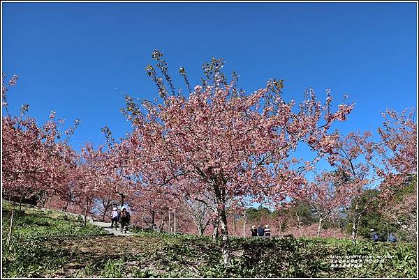 福壽山農場千櫻園-2022-03-65.jpg