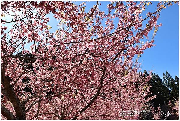 福壽山農場千櫻園-2022-03-61.jpg