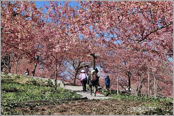 福壽山農場千櫻園-2022-03-66.jpg