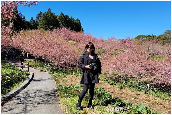 福壽山農場千櫻園-2022-03-79.jpg